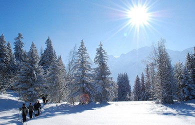 les-houches-foret