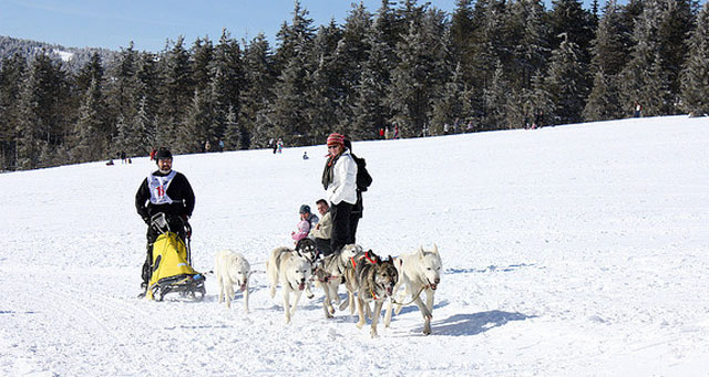 Chiens de traineaux via Flickr : Dominique