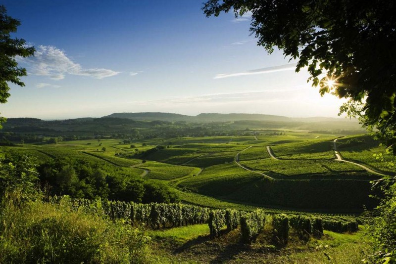 route-vins-jura